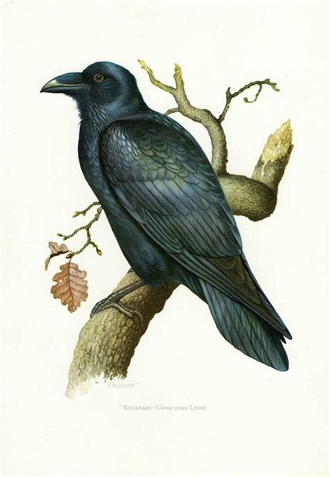 Ворон — Corvus corax / Галерея / Птицы России