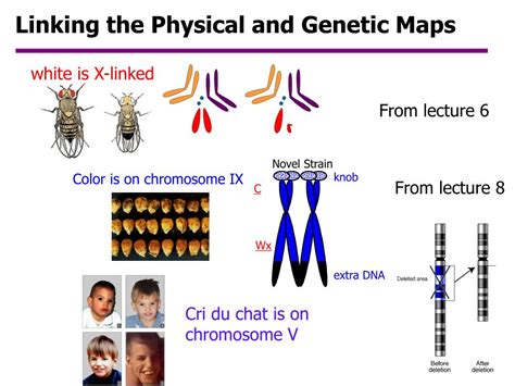 PPT - Recombination & Genetic Analysis PowerPoint Presentation - ID:5500513