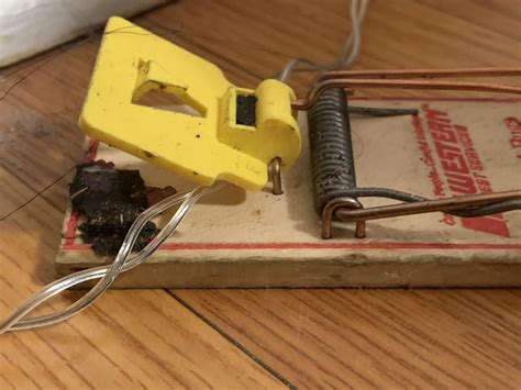 What is this black stuff on my mouse trap? Is it rodent droppings? : r