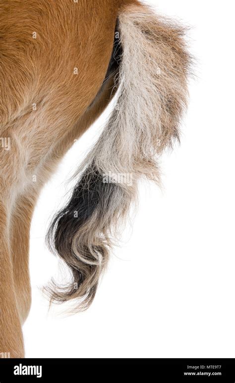 foals tail  weeks   front  white background studio shot