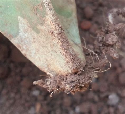 moon cactus  deteriorating   bbc gardeners world