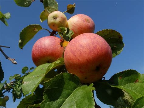 Яблоня домашняя (Malus domestica Borkh.)