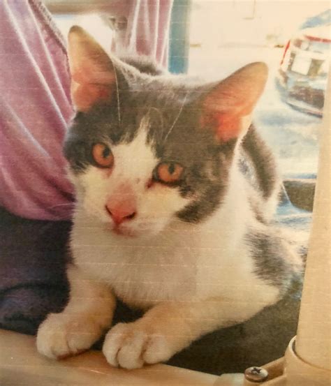 Baltimore Pet Shoppe » Adoptables