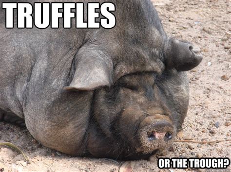 truffles Or the trough? - Fat Pig - quickmeme