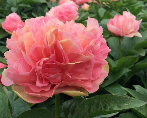 Lois’ Choice – Parkland Peonies