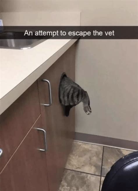 cat hiding  vet visit