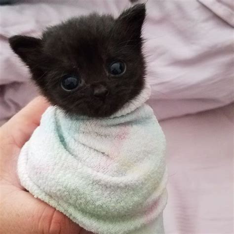 Razze di gatti carattere e caratteristiche dei gatti – Artofit