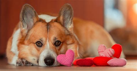 Diamond Pet Foods | Quality Dog & Cat Food