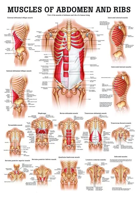 Muscles of the Abdomen Poster - Clinical Charts and Supplies