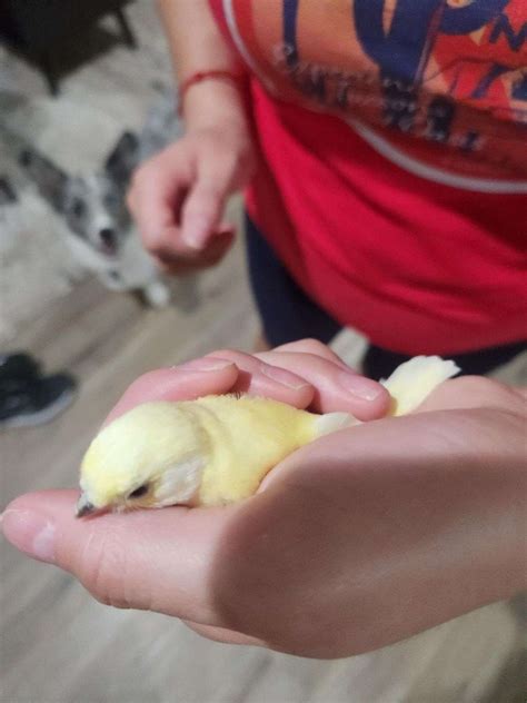 Ordering from metzer farm is surprisingly easy for first-time bird owners 7