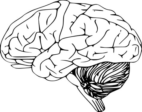 svg brain human body anatomy  svg image icon svg silh