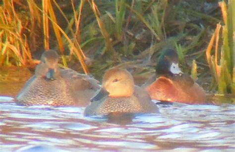 Bird Hybrids: Chestnut Teal x Tufted Duck