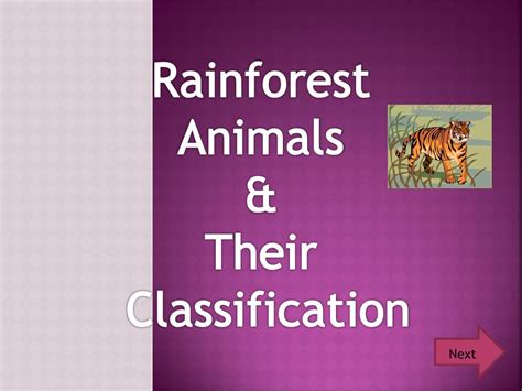 PPT - Rainforest Animals & Their Classification PowerPoint Presentation - ID:2113500