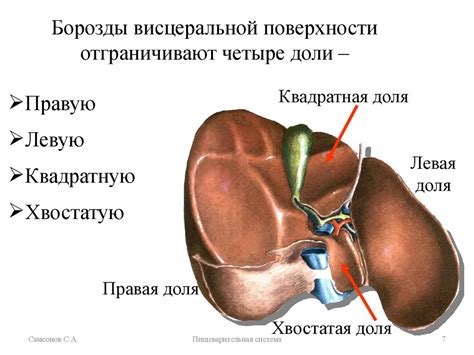 Печень. Жёлчный пузырь. Поджелудочная железа. Селезёнка (занятие 3 ...