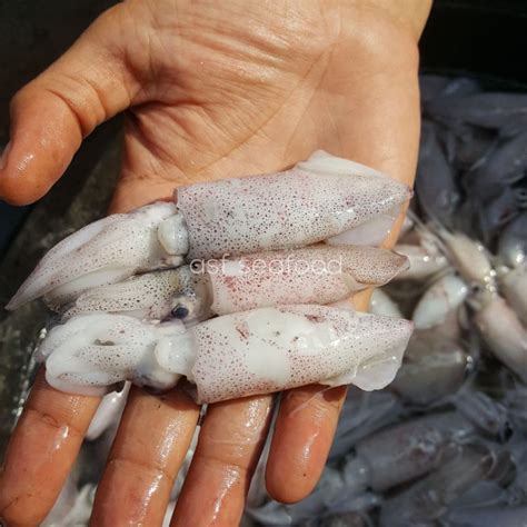 Jual Cumi Baby / Baby Cumi Utuh / Cumi kecil | Shopee Indonesia