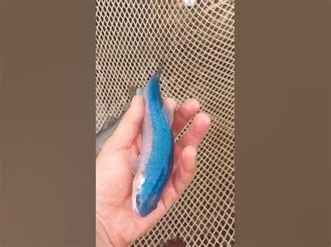 Синий форель/ кармрахает/ Янтарная форель ️ #հայաստան #cuk #fish # ...