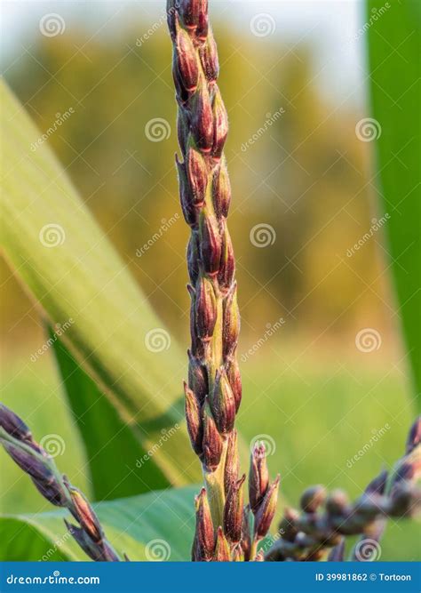 flower male name 2
