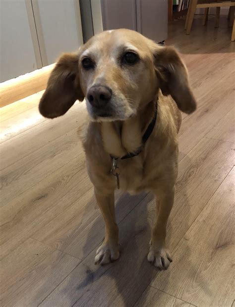 We think she might be a Labrador/Beagle any other guesses? : r/aww