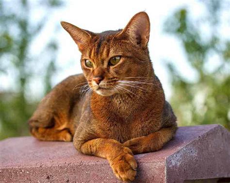 Abyssinian - KozanBilgi.Net