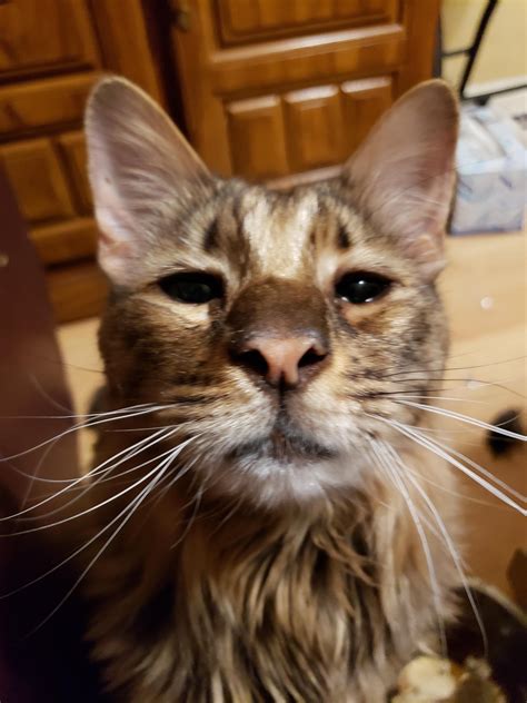 Flirting gets you everywhere : r/catpictures