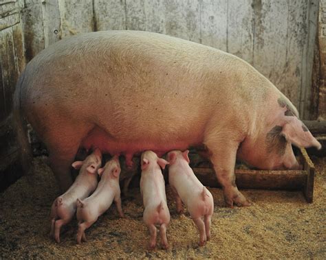 Momma Pig and Piglets Photograph by Terry DeLuco - Pixels