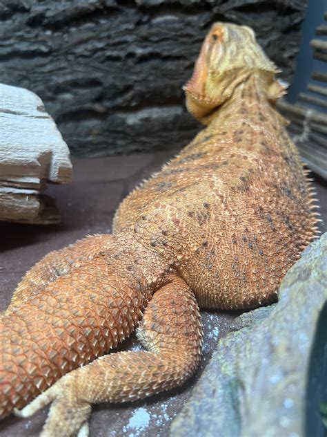Metabolic Bone Disease?? : r/BeardedDragons