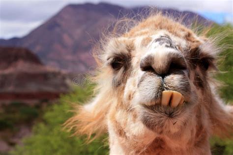 Ugly Llama Wallpapers