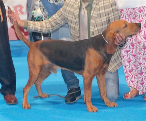 Serbian Mastiff (Serbian Mountain Hound) – Woofmastery.com