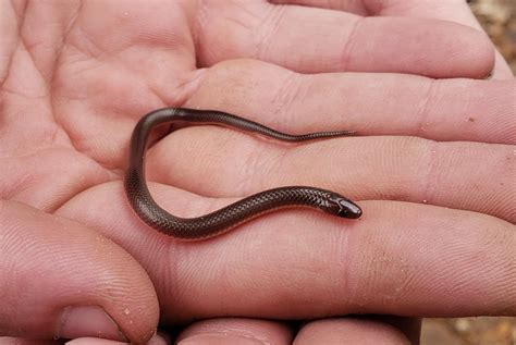 Tiny worm snake in East Tennessee : r/herpetology