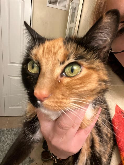 my cats eye is watering 8