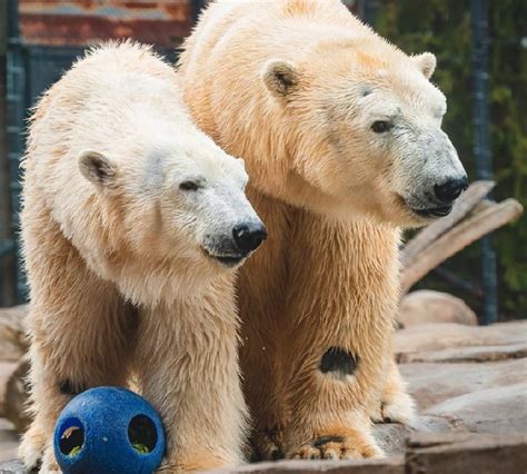 The zoo has welcomed two new polar bear cubs and their mother is ...