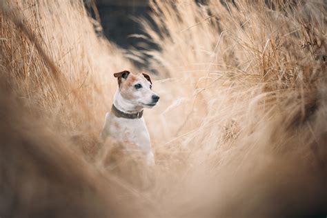 Features and Amenities at The Pinnacle 11