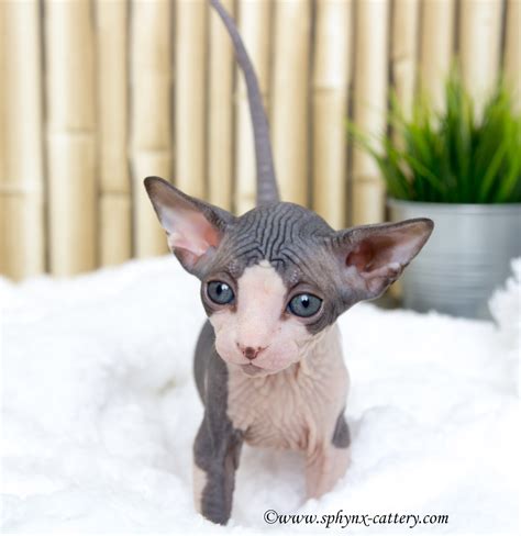 Post - Sphynx Cattery