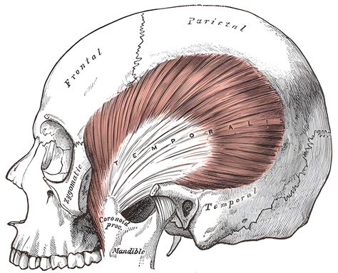 musculus temporalis ars neurochirurgica