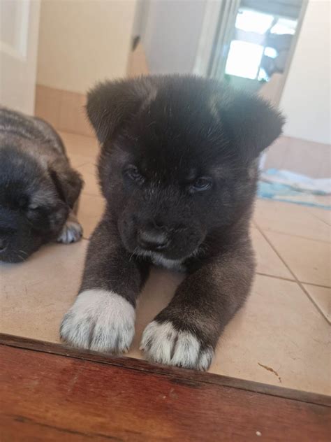 Akita - Chidlow - PetsForHomes
