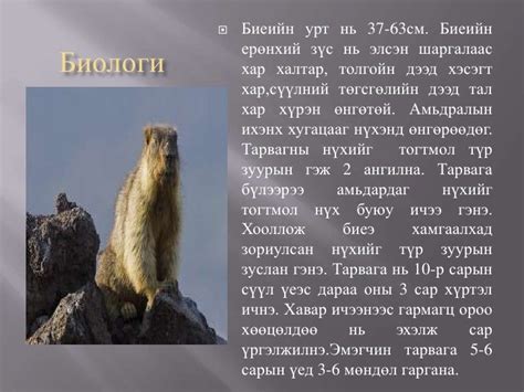 монгол тарвага