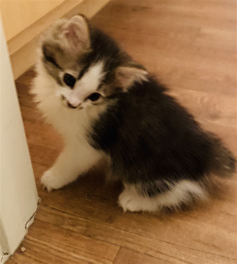 Munchkin Cats For Sale | Apache Junction, AZ #313426