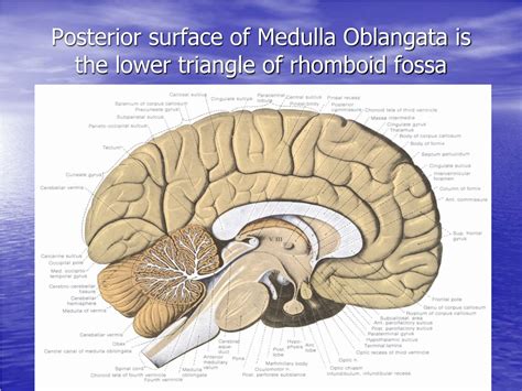 PPT - Medulla Oblongata (bulbus/medulla) PowerPoint Presentation, free ...