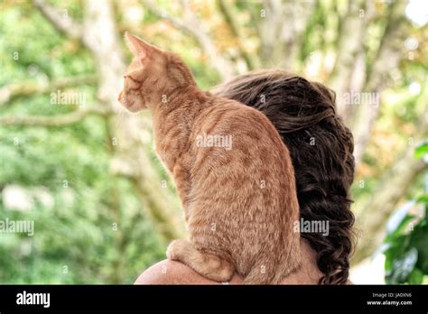 pussy pussycat cat domestic cat woman plait pet hairs cuddle