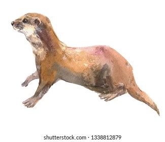 Watercolor Illustration Otter Stock Illustration 1338812879 | Shutterstock