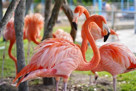 Flamingos - On Wildlife