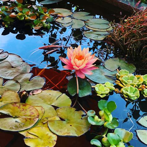 Anatomy of the Spirit: Caroline Myss — Jackie Lane Yoga