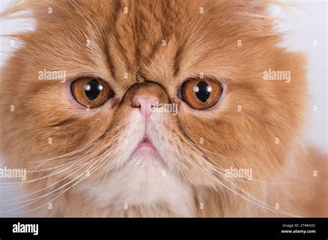 Persian Exotic Longhair cat is on white background Stock Photo - Alamy