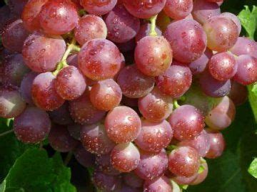 Морозостойкие сорта винограда | Grapes, Fruit painting, Fruit