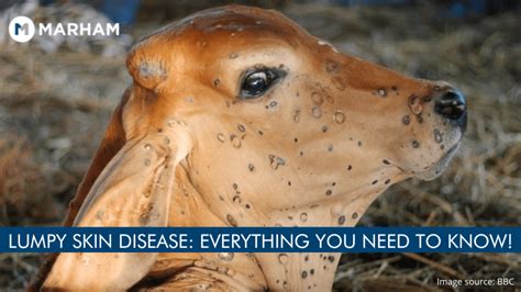 lumpy skin disease outbreak  humans  infected marham
