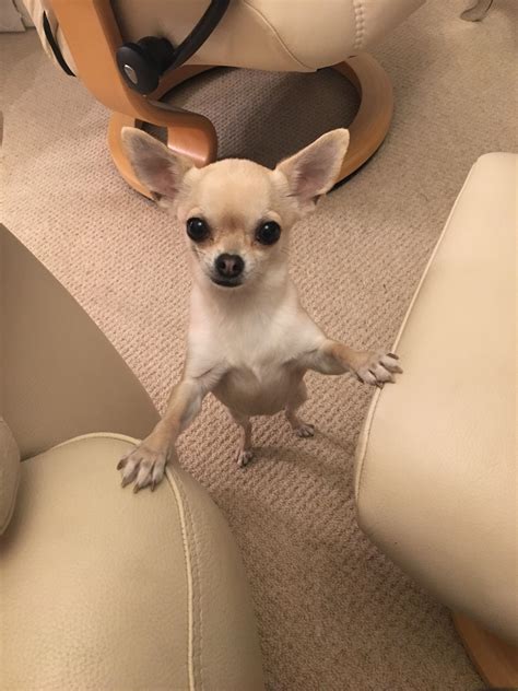 Pleeeease can I have some of your Christmas cheese? : r/Chihuahua