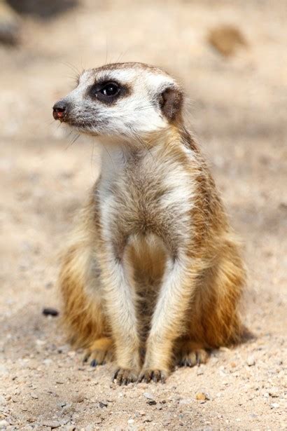 Sitting Meerkat Free Stock Photo - Public Domain Pictures