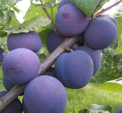 сливы алкнвт