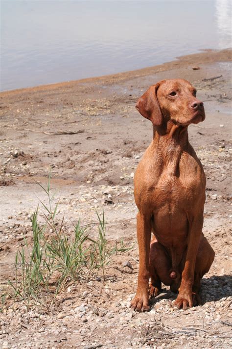 dog mid sneeze : r/funny