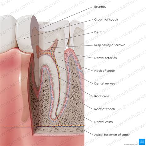 structure  tooth dental anatomy